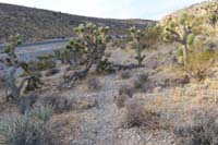 07-Joshua_Tree_branch_fell_on_the_unmaintained_trail
