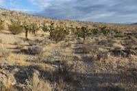 10-scenery_returning_along_unmaintained_alternate
