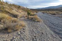 12-alternate_trail_parallels_wash,trail_probably_wiped_out_recently,then_recreated_by_mountain_bikers