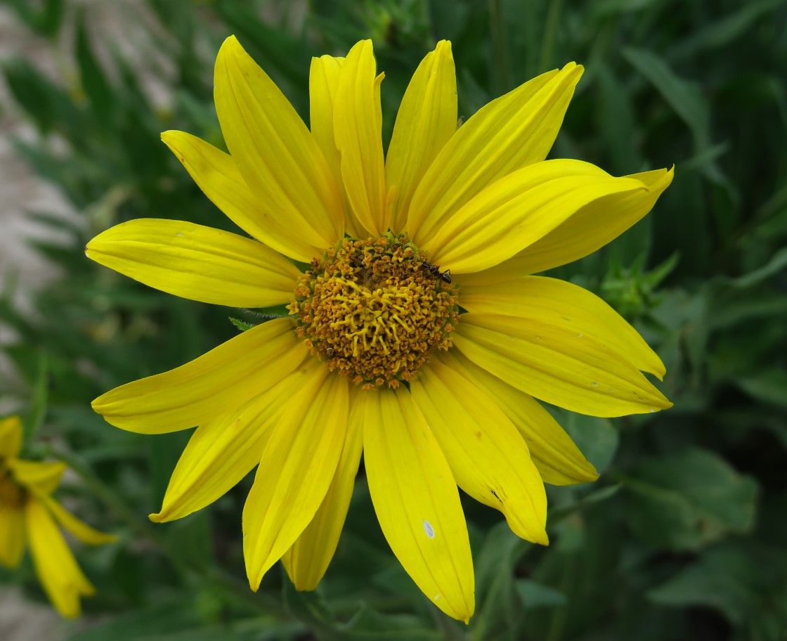 10-arrowleaf_balsamroot_flower,aster_family,balsamorhiza_sagittata