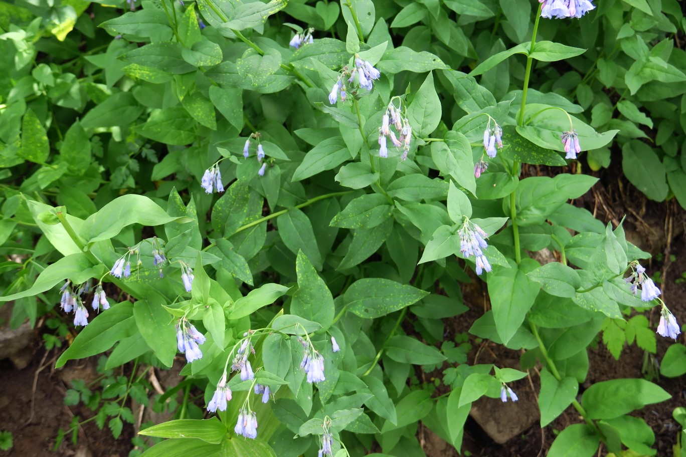 35-streamside_bluebells,borage_family,mertensia_ciliata