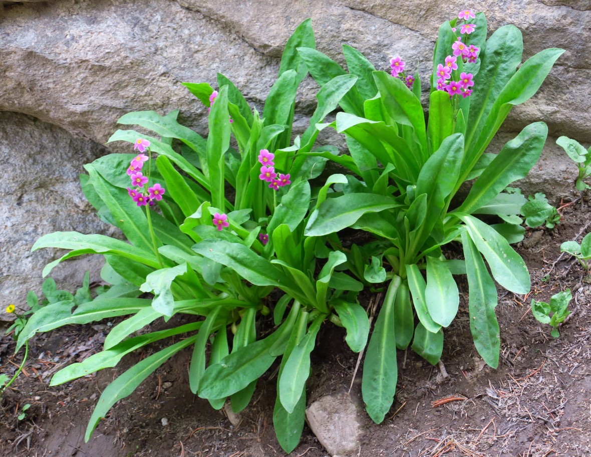 40-parry's_primrose,primrose_family,primula_parryi