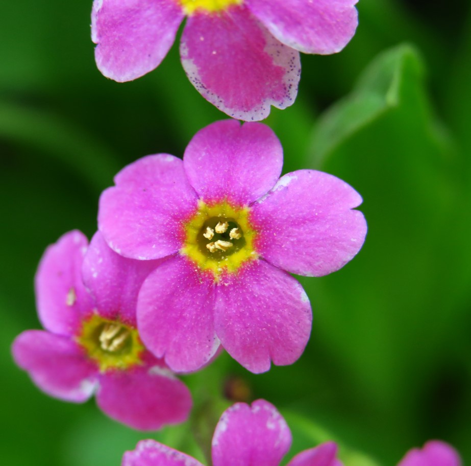 41-parry's_primrose_flower,primrose_family,primula_parryi