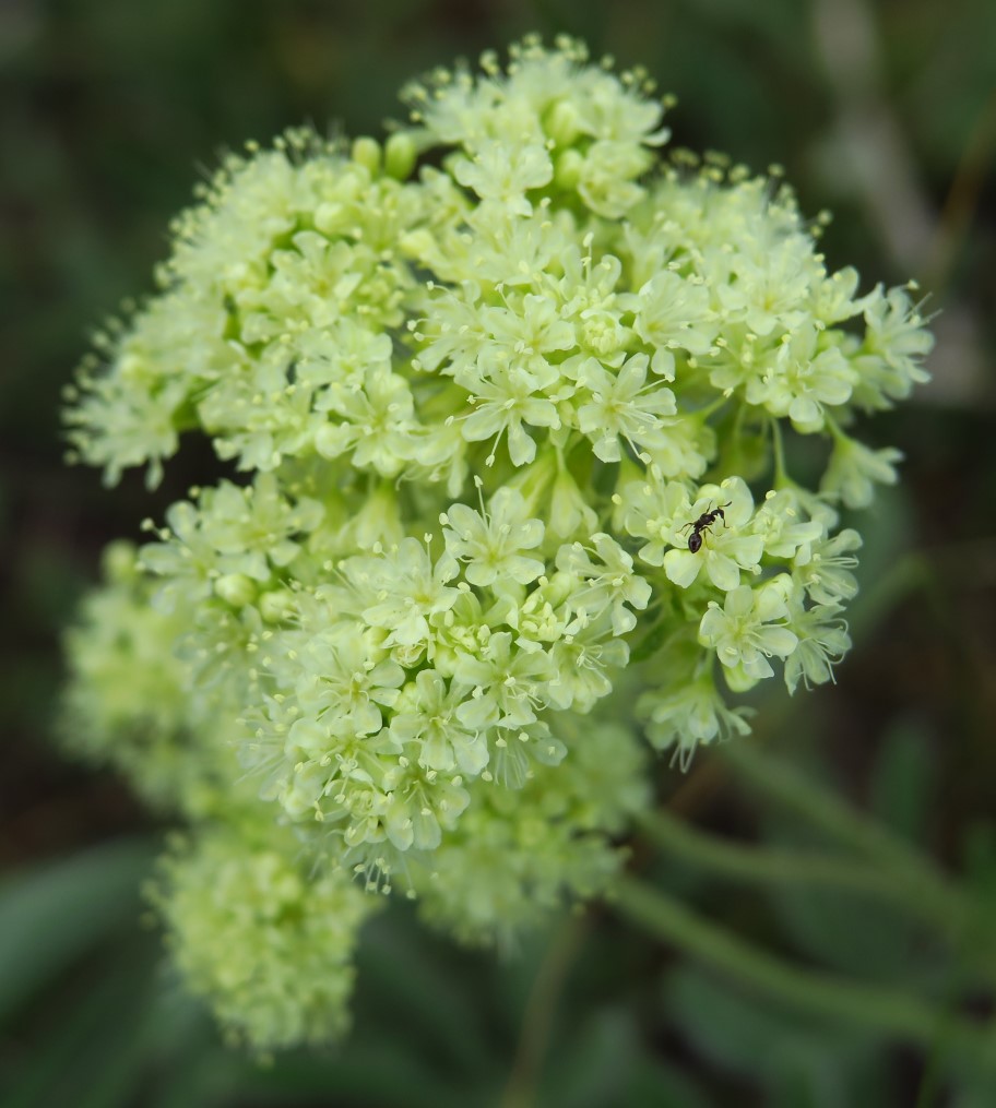 57-parsnip-flower_wild_buckwheat,smartweed-buckwheat_family,eriogonum_heracleoides