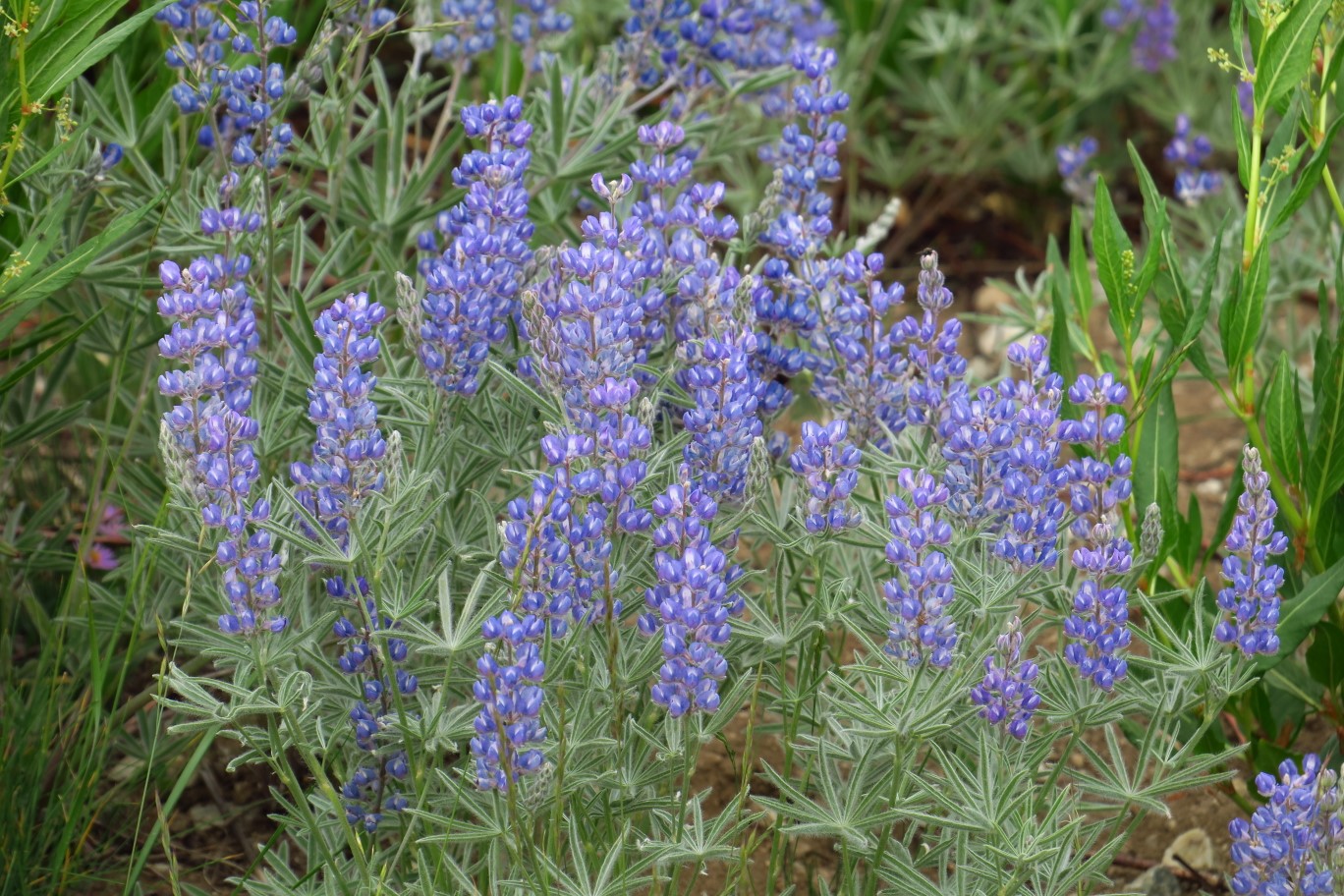 60-longspur_lupine_flower,pea_family,lupinus_arbustus