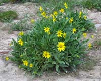 09-arrowleaf_balsamroot,aster_family,balsamorhiza_sagittata