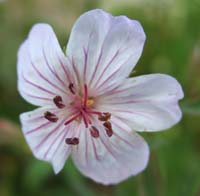 11-richardson's_geranium_flower,geranium_family,geranium_richardsonii