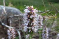 12-american_bistort_flower,smartweed-buckwheat_family,bistorta_bistortoides