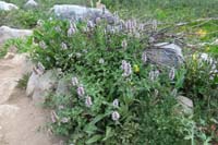13-american_bistort,smartweed-buckwheat_family,bistorta_bistortoides