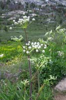 14-woollyhead_parsnip,Ranger's_button,sphenosciadium_capitellatum