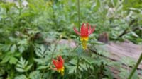 23-crimson_columbine_flower,buttercup_family,aquilegia_formosa