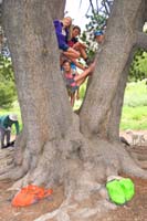 31-kids_climbed_a_tree_together