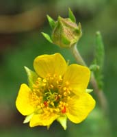 38-cinquefoil_flower,genus-potentilla,family-rose