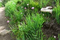 15-swamp_onion,onion_family,allium_validum