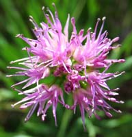 16-swamp_onion_flower,onion_family,allium_validum