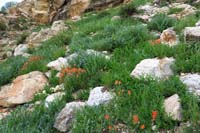 17-lots_of_wildflowers_along_the_trail