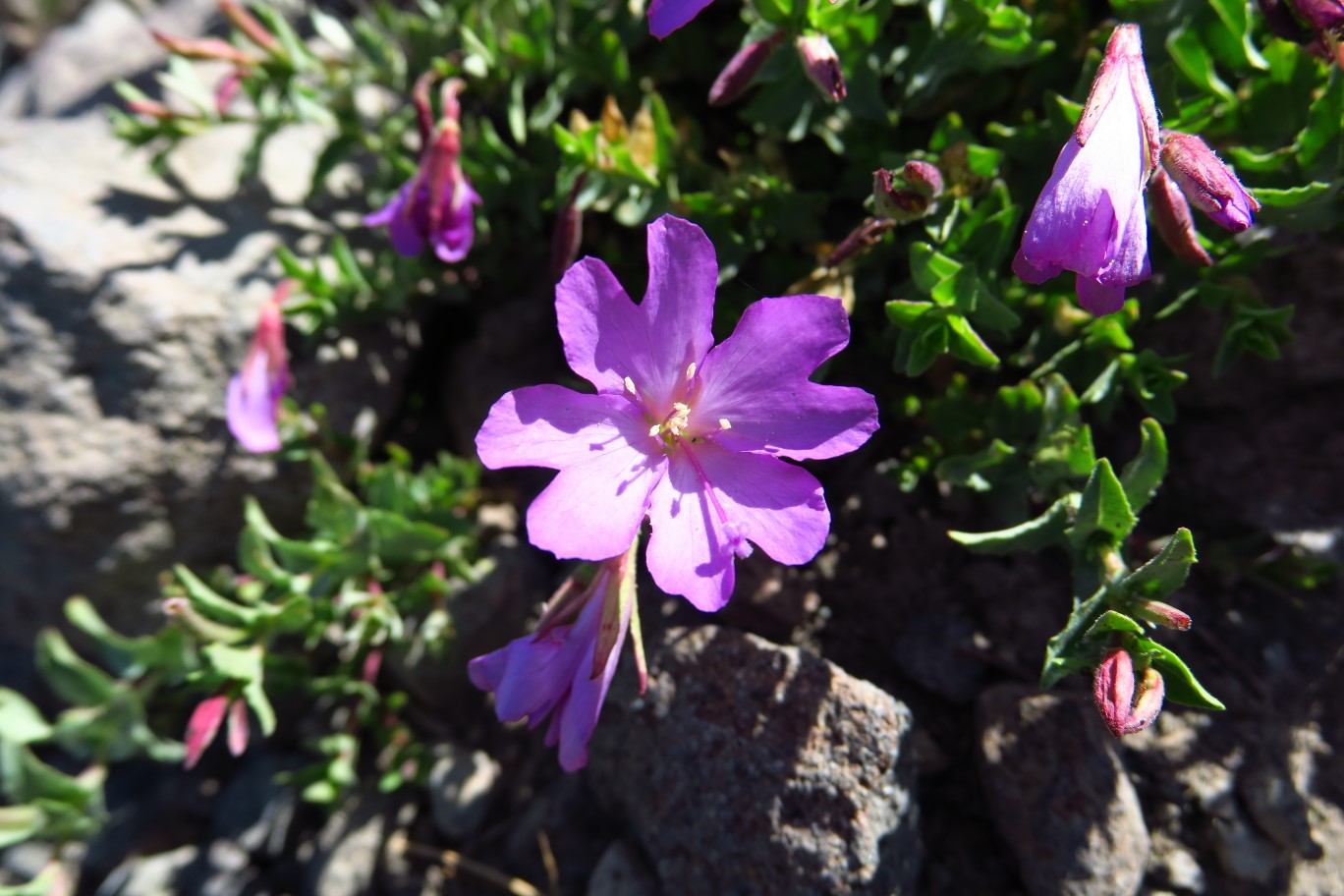 28-rockfringe_willowherb-flower