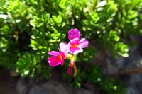25-Sierra_Primrose_flower