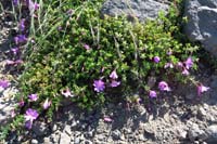 27-rockfringe_willowherb-evening_primrose_family