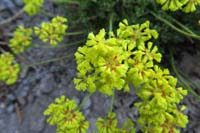 35-frosted_wild_buckwheat-flower
