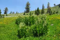70-pretty_meadow_with_healthy_woolly_mule's_ear_flowers