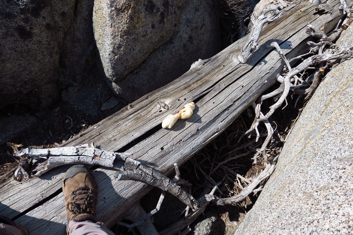 20-fungus_growing_in_weathered_log