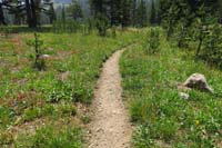 41-various_wildflowers_along_the_trail