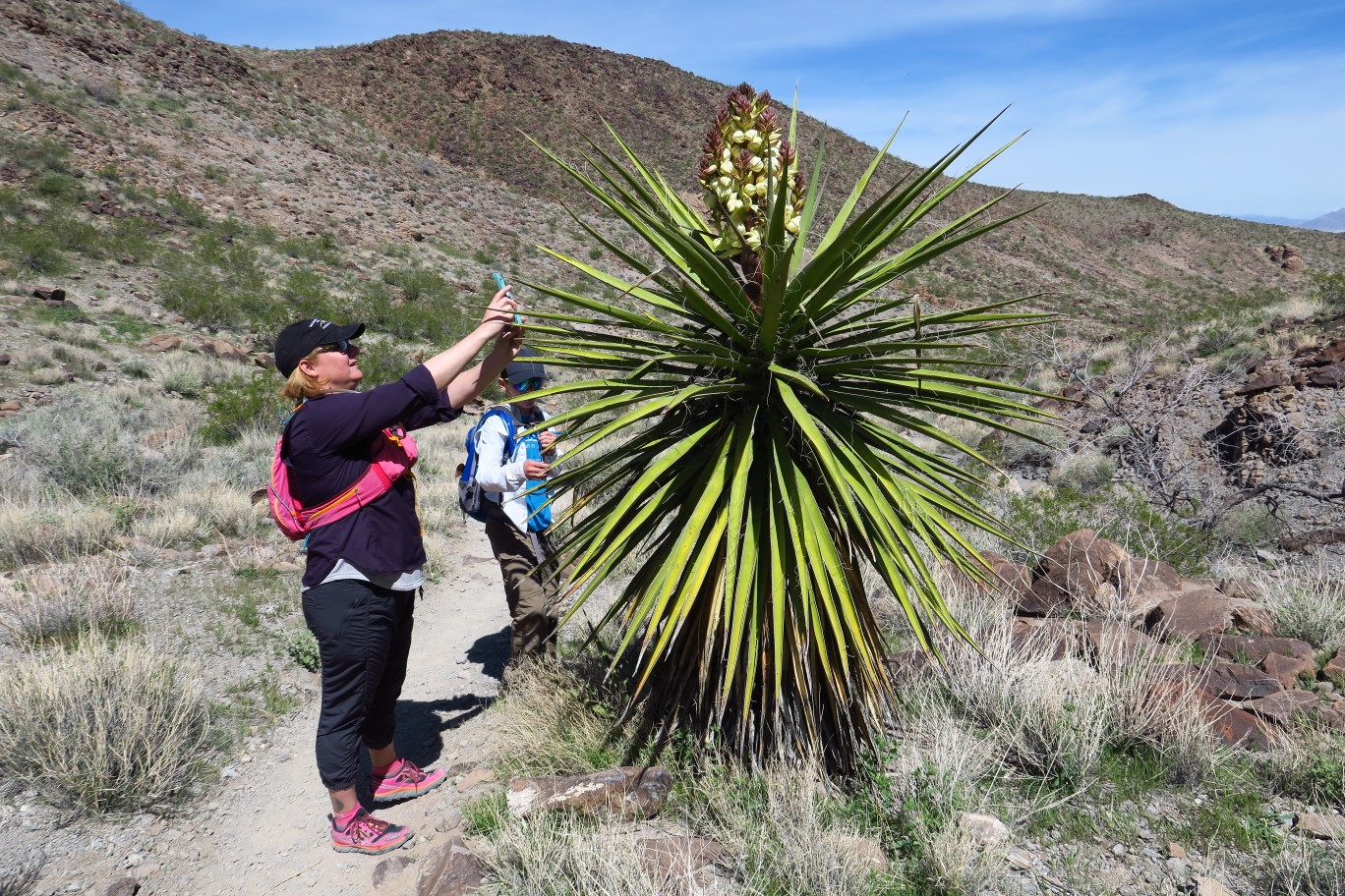 083-admiring_the_blooming_mohave_yucca