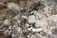38-very_happy_moss_growing_on_the_rocks