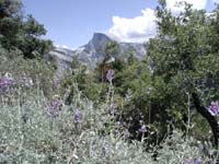 39-flowers_with_Half_Dome_in_background