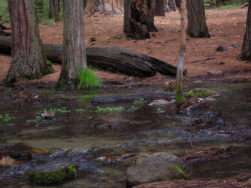 stream_at_our_campsite