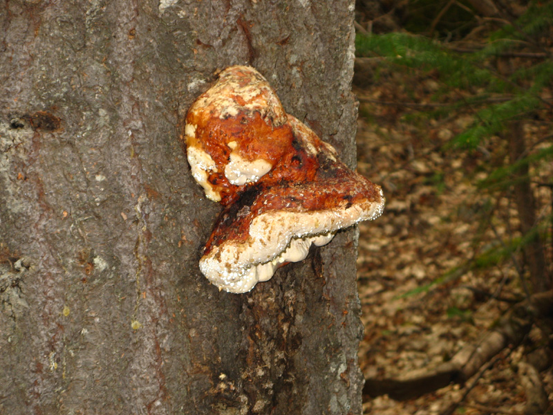 31-tree_fungus