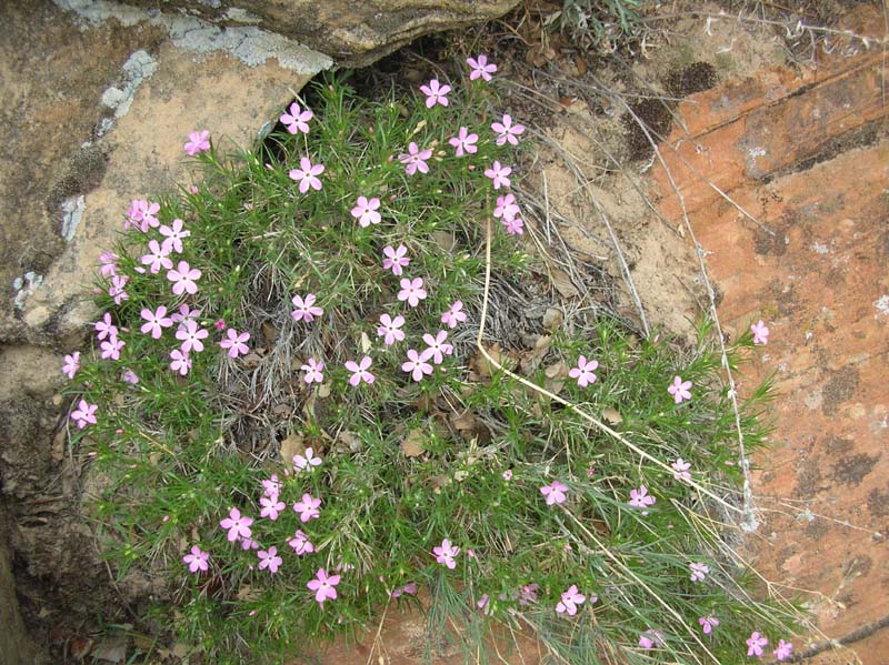 63-pretty_flowers_in_bloom