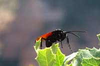 32-tarantula_hawk_wasp