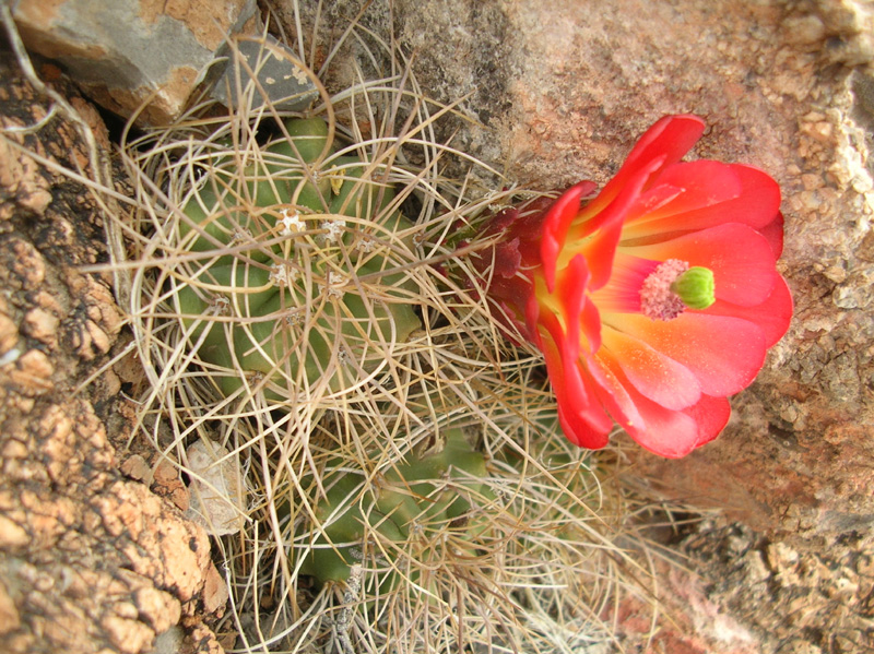 049-pretty_cactus_in_bloom