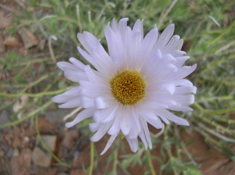 096-Mojave_Aster_bloom