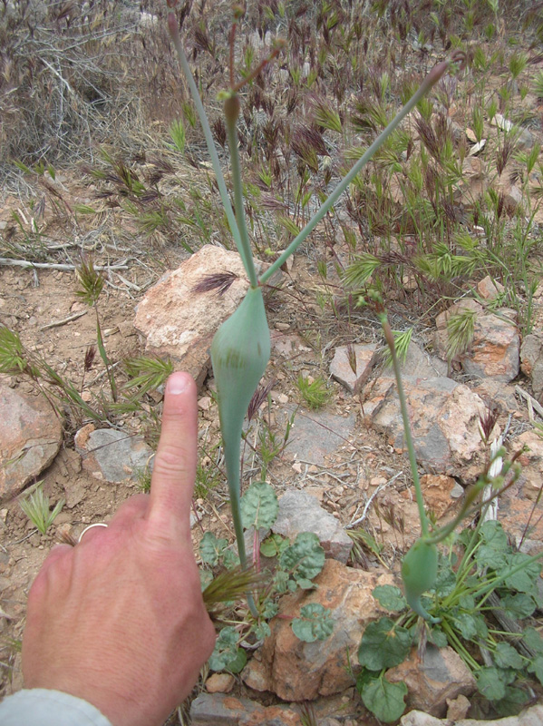 100-largest_Desert_Trumpet_I've_ever_seen