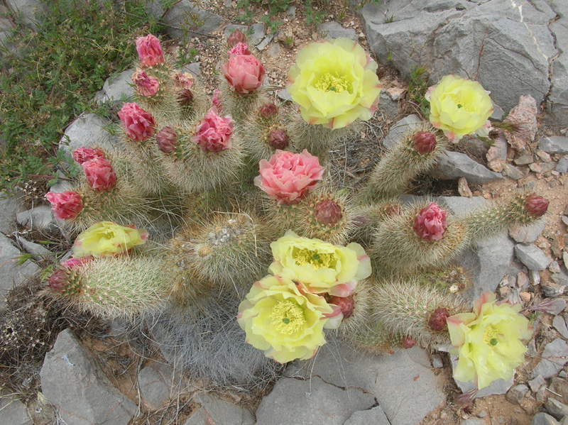 101-Grizzly_Bear_Prickly_Pear_in_bloom