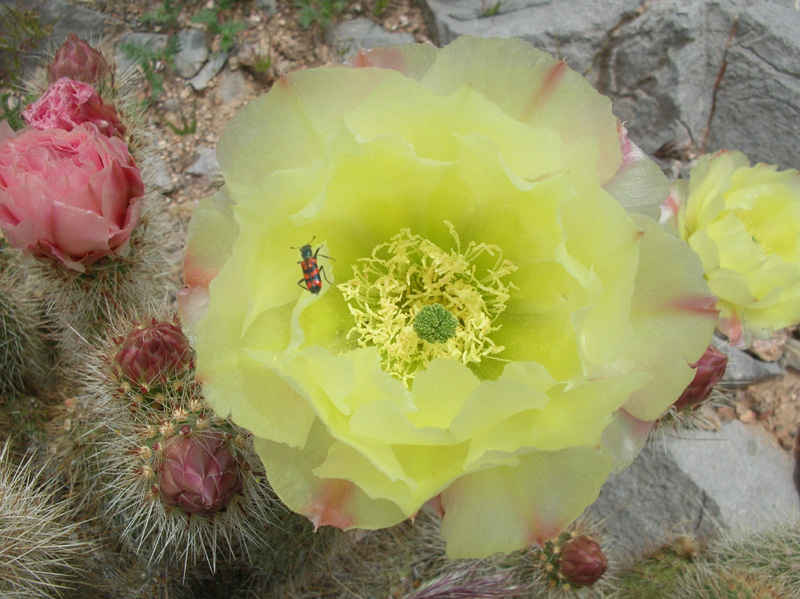 103-Grizzly_Bear_Prickly_Pear_in_bloom_and_insect