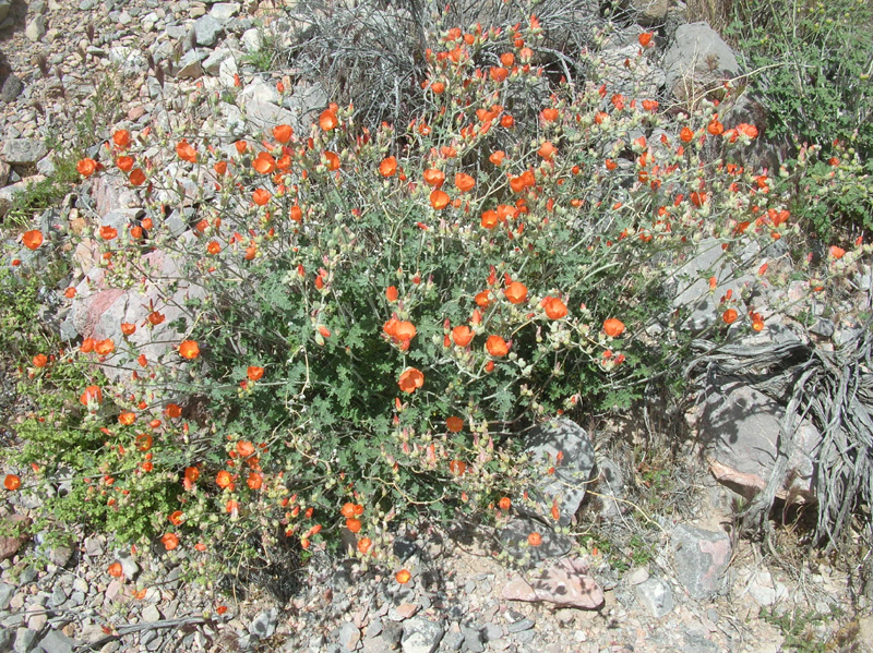 115-Globemallow_in_bloom