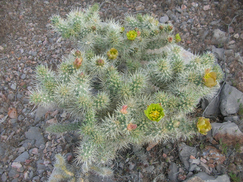 119-Cholla_in_bloom