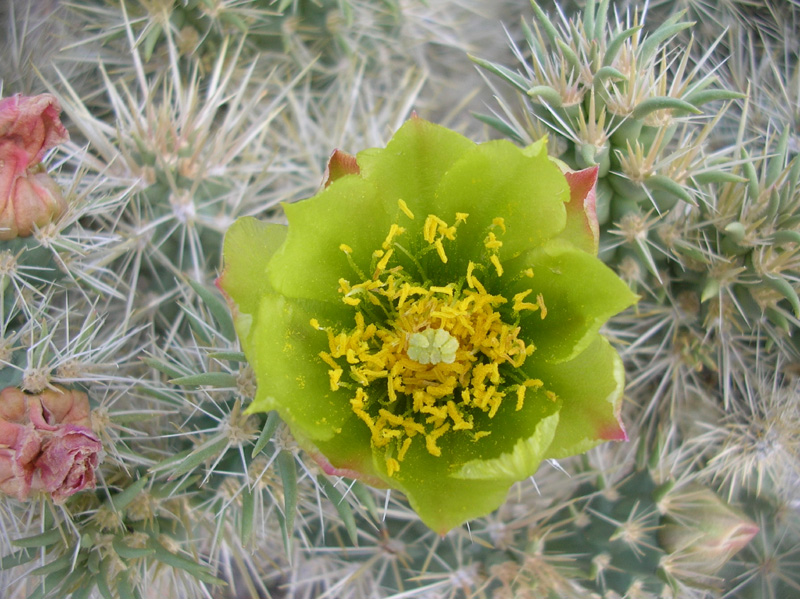 120-closer_view_of_Cholla_bloom