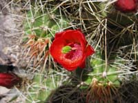 054-Claret_Cup_Cactus-closer_view-from_Harlan