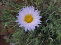 097-Mojave_Aster_bloom-from_Harlan