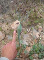 100-largest_Desert_Trumpet_I've_ever_seen