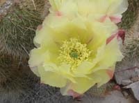 102-Grizzly_Bear_Prickly_Pear_in_bloom