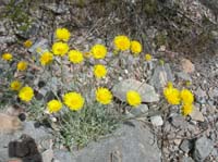 112-Desert_Marigold