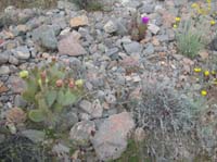 117-cacti_and_wildflowers_in_bloom