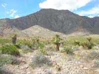 123-desert_in_bloom_with_peak