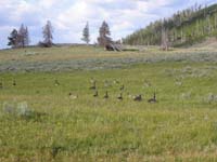 33-geese_in_meadow_while_driving_along_road_out_east_side_of_park